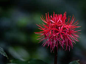 Sangha Lodge: Blüte im Regenwald Sangha Lodge: Blüte im Regenwald