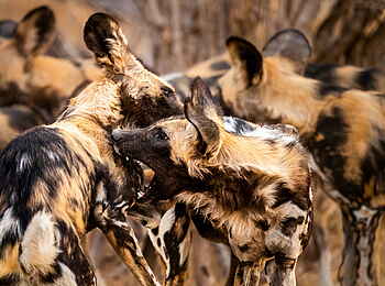 Time + Tide Mchenja: Balgende Wild Dogs