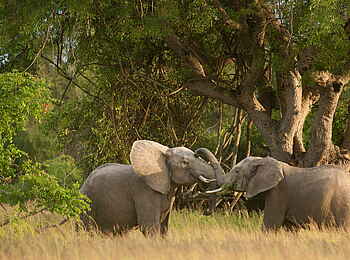 Time + Tide Nsolo: 2 Elefanten brüsten sich