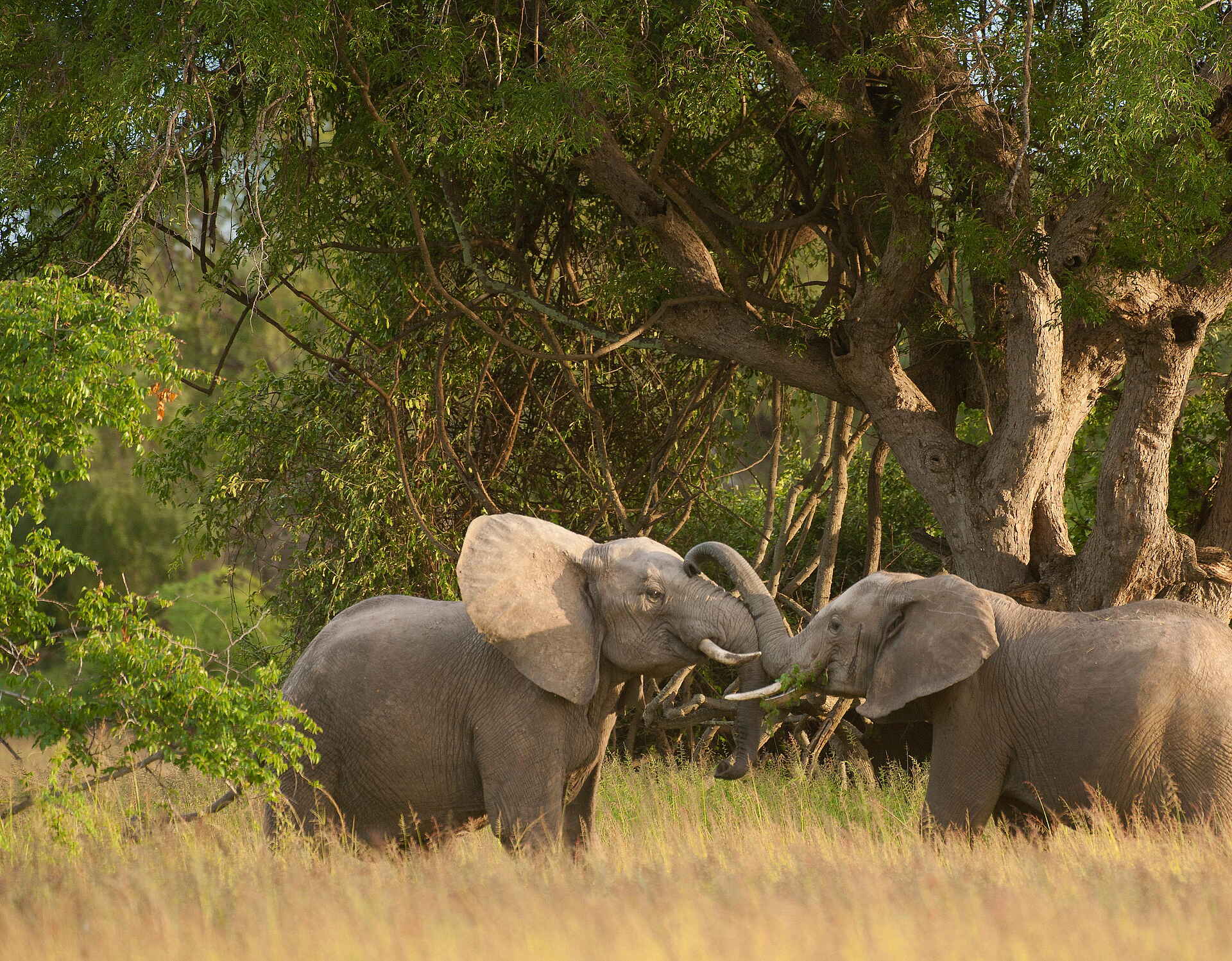 Time + Tide Nsolo: 2 Elefanten brüsten sich