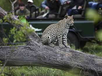 &Beyond Kirkman's Camp: Wachender Leopard &Beyond Kirkman's Camp: Wachender Leopard