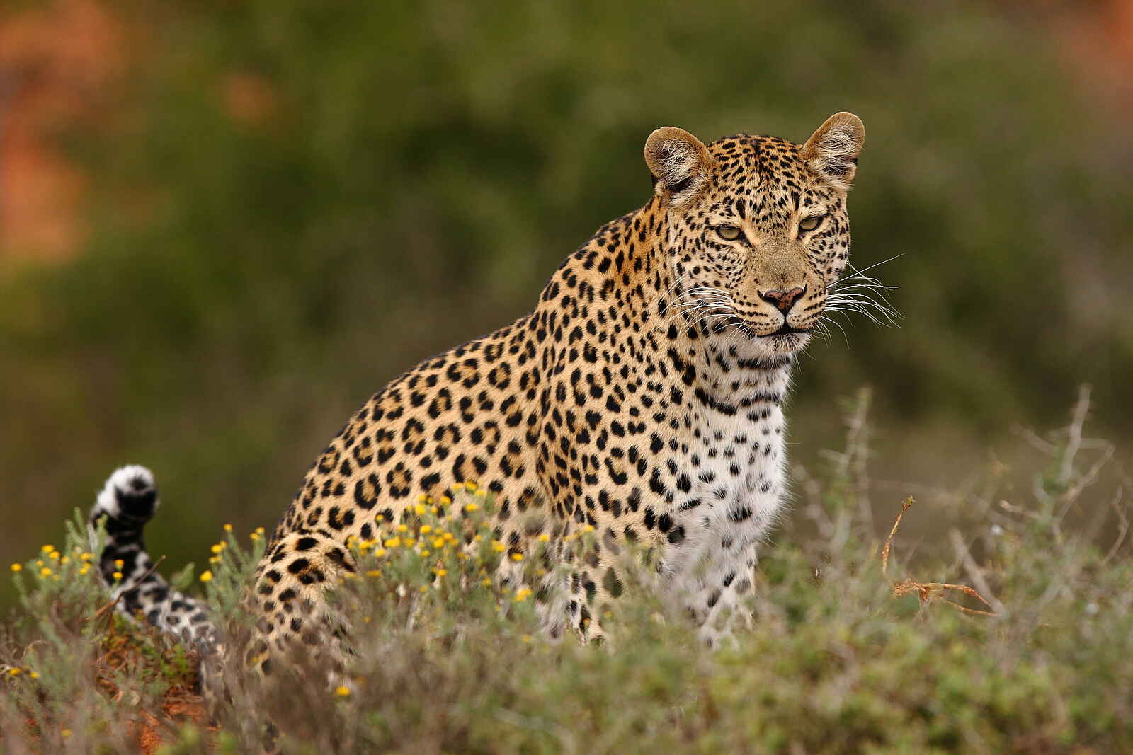 Bayethe Lodge: Ein Leopard Bayethe Lodge: Ein Leopard