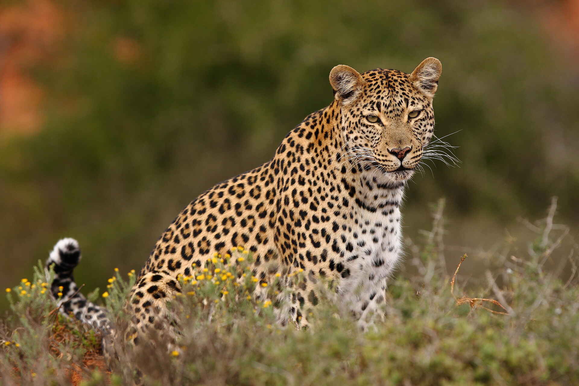 Bayethe Lodge: Ein Leopard