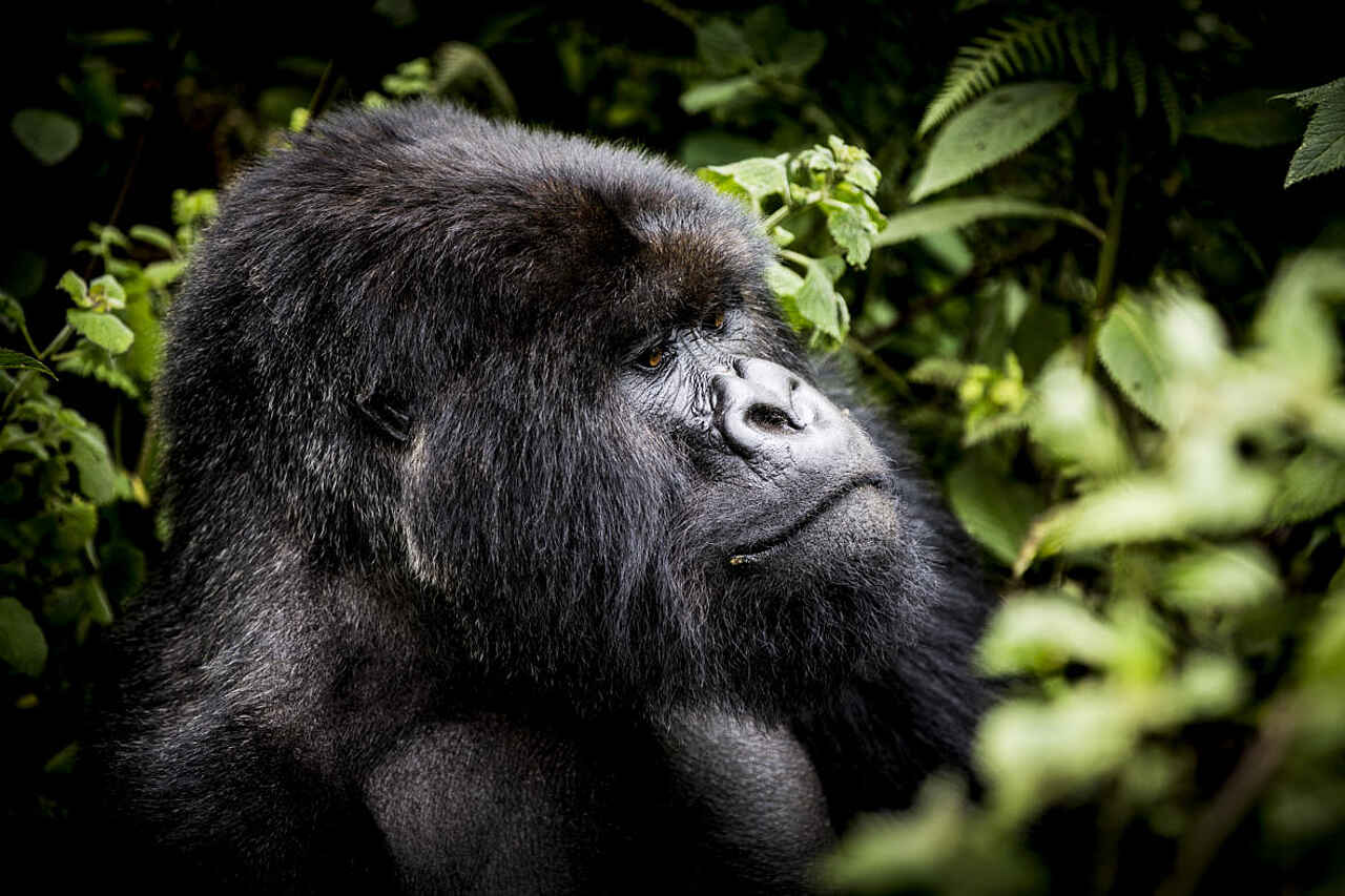 Bisate Lodge: Gorillaportrait