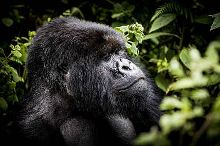 Bisate Lodge: Gorillaportrait