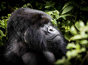 Bisate Lodge: Gorillaportrait