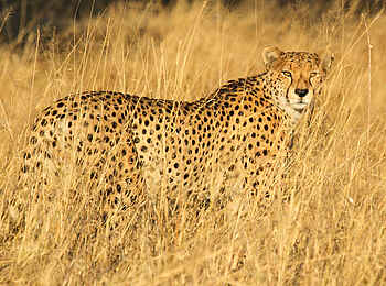 Bomani Tented Lodge: Gepard