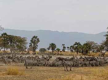 Chem Chem Lodge: Andrang am Wasserloch Chem Chem Lodge: Andrang am Wasserloch