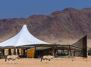 Dead Valley Lodge: Oryx Antilopen vor der Lodge