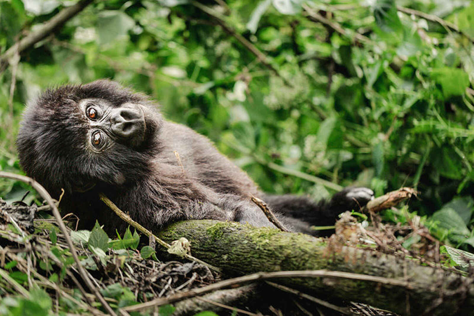 Erebero Hills: Entspanntes Gorilla Baby Erebero Hills: Entspanntes Gorilla Baby