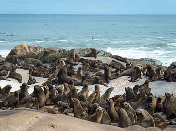 Hoanib Skeleton Coast Camp: Robbenkolonie