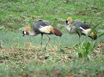 Katara Lodge: Kronenkraniche Katara Lodge: Kronenkraniche