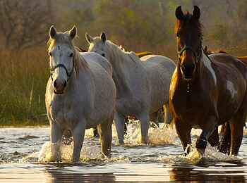 Kujwana Camp: Pferde im Wasser