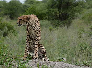 Little Chem Chem: Sitzender Gepard Little Chem Chem: Sitzender Gepard