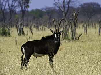 Little Makalolo Camp: Rappenantilope im Gras Little Makalolo Camp: Rappenantilope im Gras