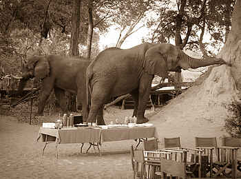 Macatoo Camp: Elefanten auf dem Campgelände