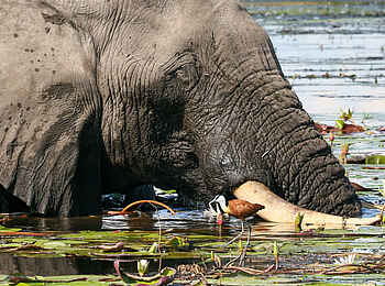 Mankwe Tented Retreat: Ein Elefant im Wasser Mankwe Tented Retreat: Ein Elefant im Wasser