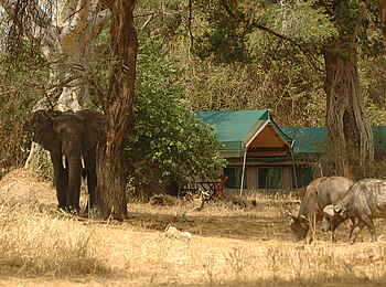Mdonya Old River Camp: Elefanten und Büffel im Camp