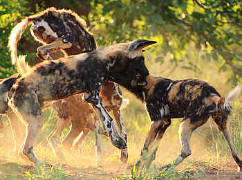 Motswari Game Lodge: Wildhunde auf der Jagd