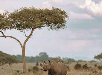 Out of Africa Legend: Ein Spitzmaulnashorn Out of Africa Legend: Ein Spitzmaulnashorn