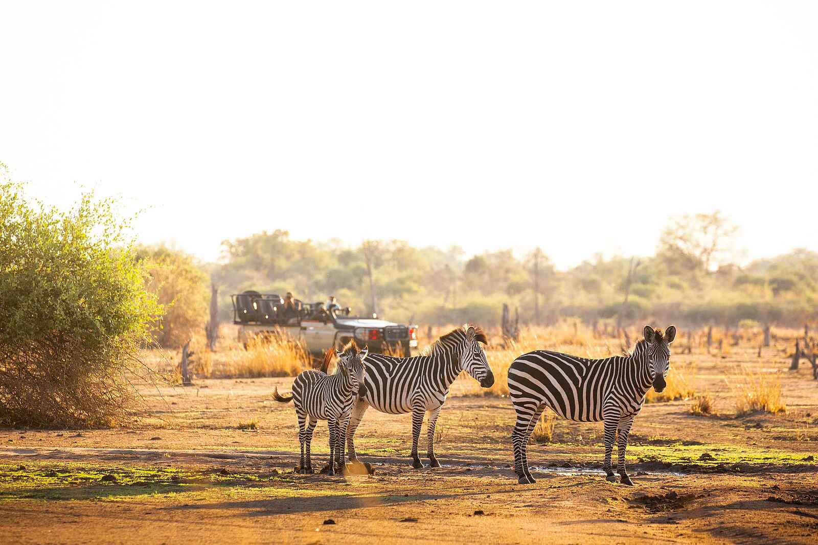 Puku Ridge Camp: Zebras vor einem Safarifahrzeug Puku Ridge Camp: Zebras vor einem Safarifahrzeug