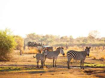 Puku Ridge Camp: Zebras vor einem Safarifahrzeug Puku Ridge Camp: Zebras vor einem Safarifahrzeug