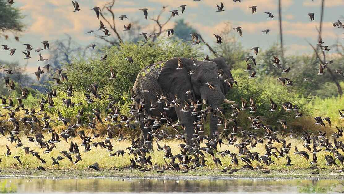 Qorokwe Camp: Elefant scheucht Vögel auf