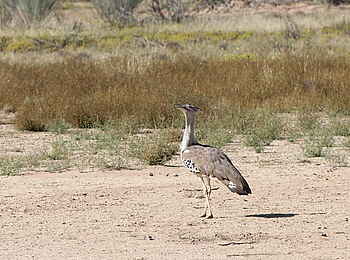 Rooiputs Lodge: Riesentrappe
