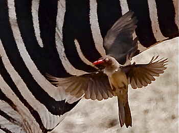 Royal Zambezi Lodge: Rotschnabel-Madenhacker und Zebra