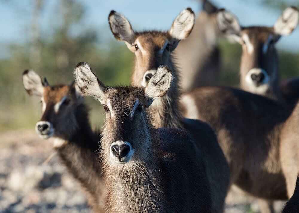 Safarihoek Lodge: Wasserböcke