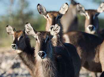 Safarihoek Lodge: Wasserböcke