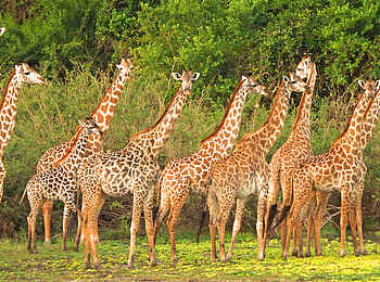 Selous Impala Camp: Giraffenherde