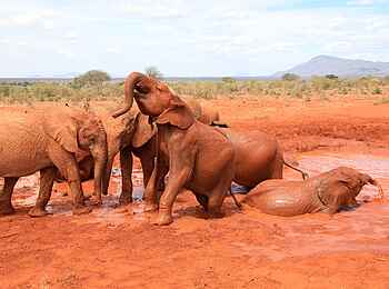 Sirikoi: Elefanten im Schlamm