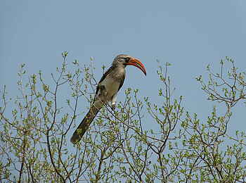 Somalisa Expeditions Camp: Birdwatching