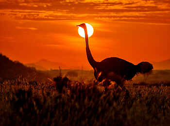 Soroi Larsens Camp: Ein Strauß im Sonnenuntergang Soroi Larsens Camp: Ein Strauß im Sonnenuntergang