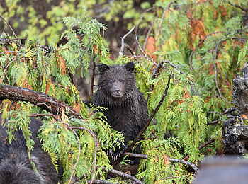 Tweedsmuir Park Lodge: Bär im Verborgenen