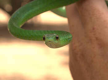 Wasa Lodge: Angolan Green Snake