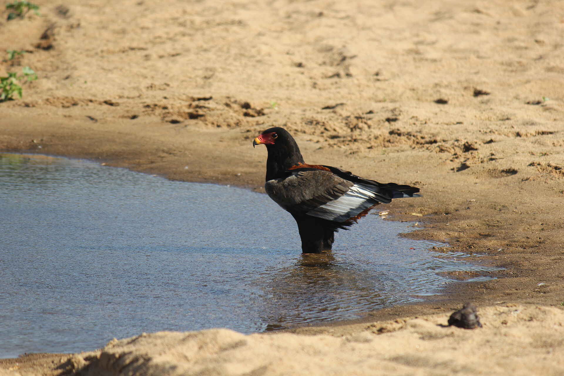 Chilo Ivory Trail Adventure: Bateleur Eagle Chilo Gorge Safari Lodge, Chilo Ivory Trail Adventure, Game Drive Vehicle, Safari, Tierbeobachtung, Tiere, Vögel, Bateleur Eagle, Gaukler, afrikarma, Afrikarma Safaris, Afrikarma Safaris - Wildnis. Hautnah., afrikarma.de