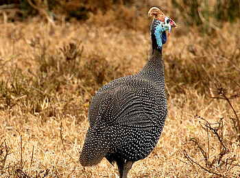 Founders Lodge by Mantis: Helmperlhuhn Founders Lodge by Mantis: Helmperlhuhn