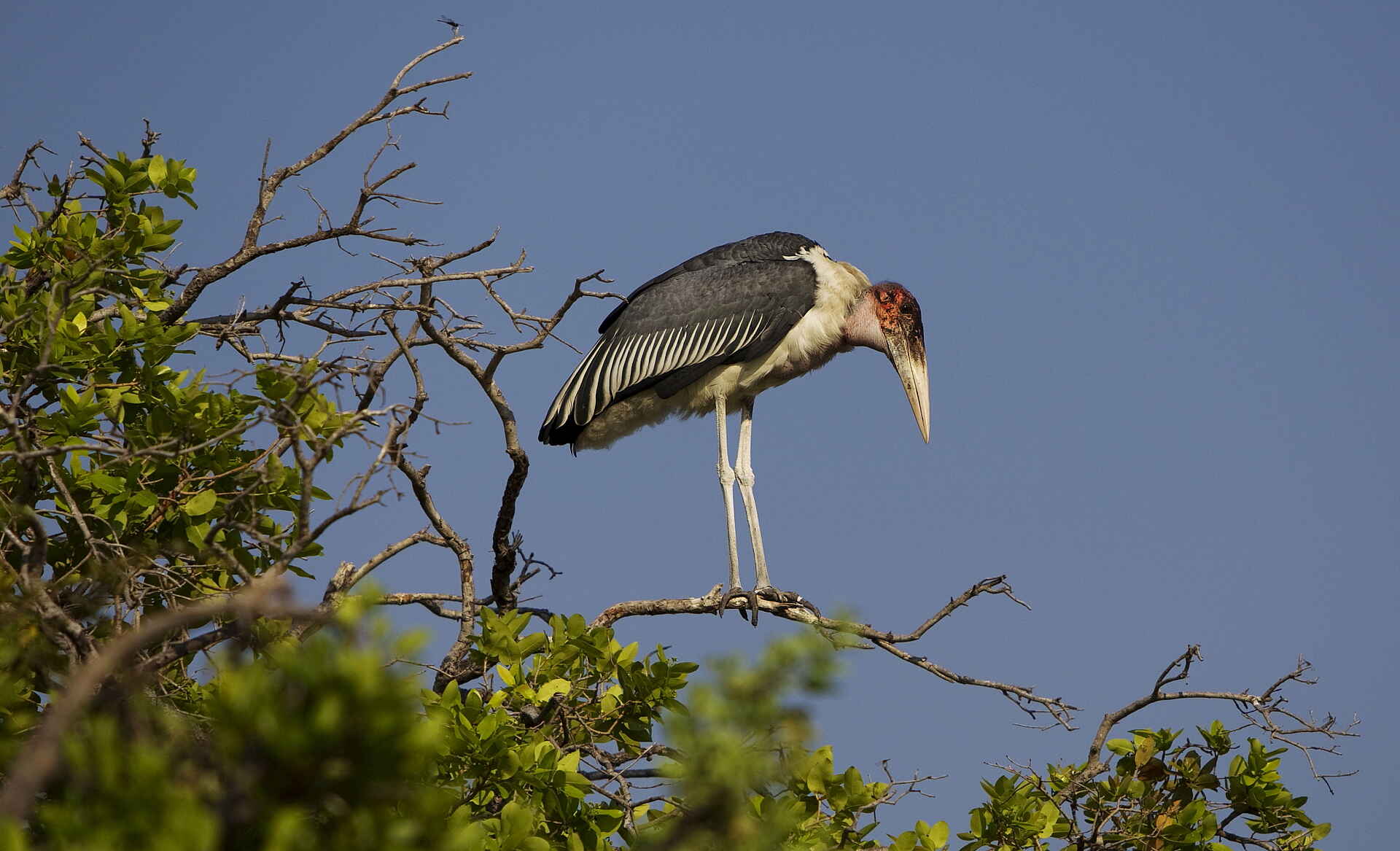 Kanana Camp: Ein Marabu
