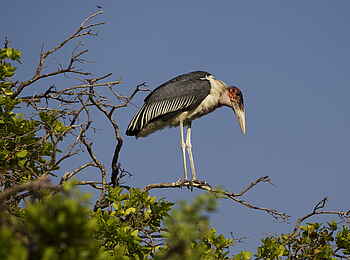 Kanana Camp: Ein Marabu