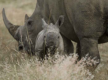 Makweti Safari Lodge: Ein Nashornbaby