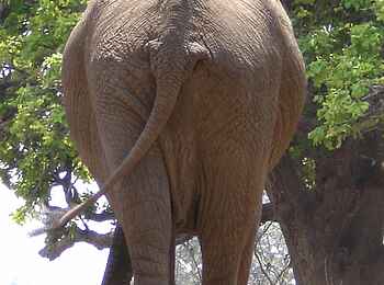 Mapazi Camp: Rückwärtiger Elefant