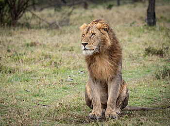Mara Nyika Camp: Männlicher Löwe