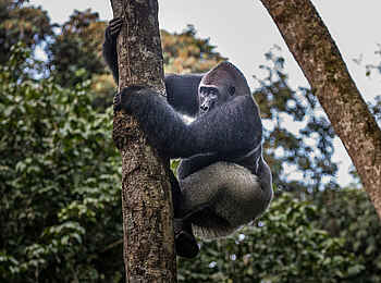 Ngaga Camp: Ein großer Flachlandgorilla