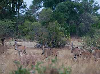 Ntemwa Busanga Bushcamp: Elenantilopen