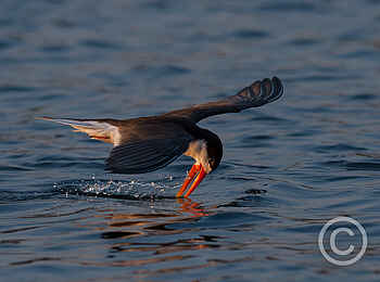 Ntemwa Busanga Bushcamp: Scherenschnabel beim Fischen