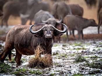 Singita Pamushana Lodge: Büffelherde