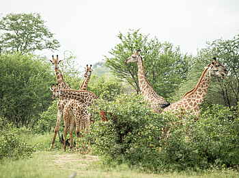 Singita Pamushana Lodge: Giraffenherde