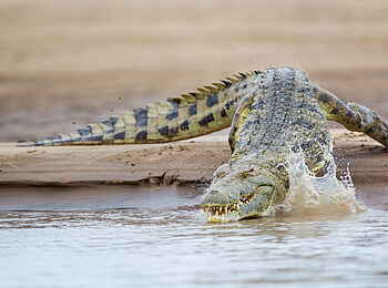 Time + Tide Nsolo: Krokodil auf Tauchgang